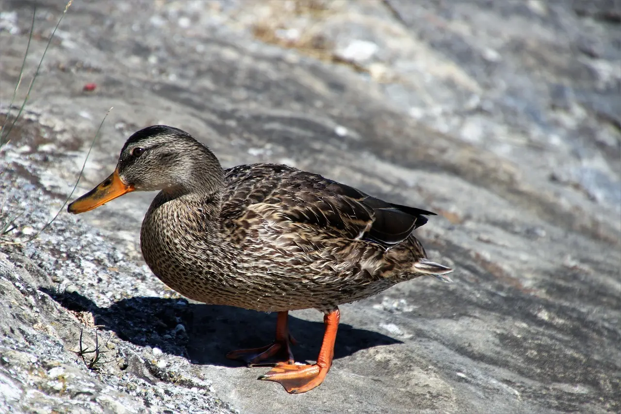 Periode i krydsord løsninger