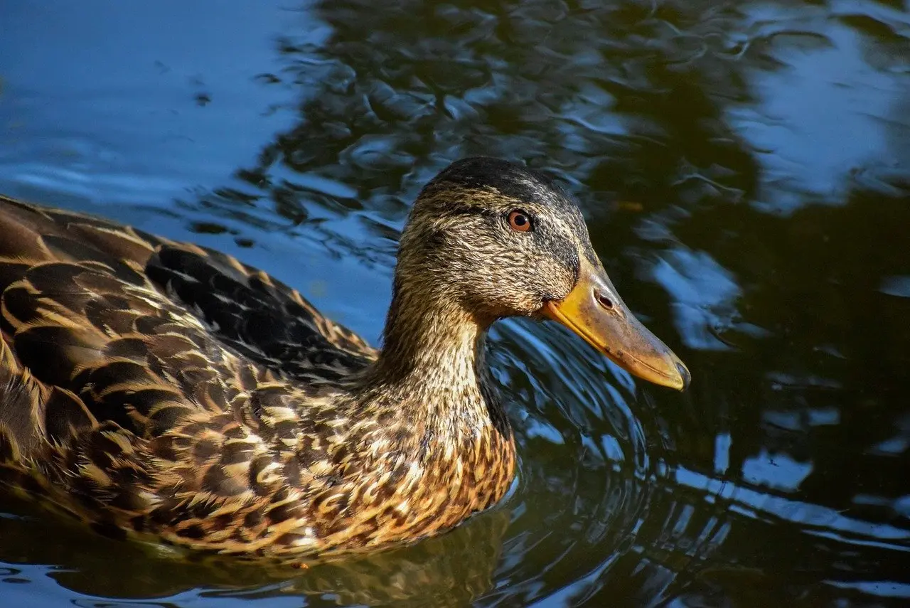 Ledetråd til Resultat Krydsord