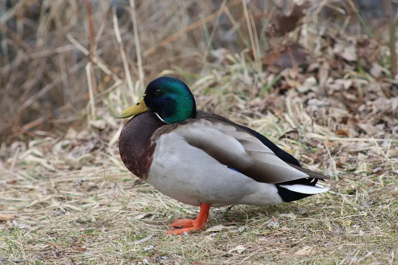 Musikinstrument Krydsord